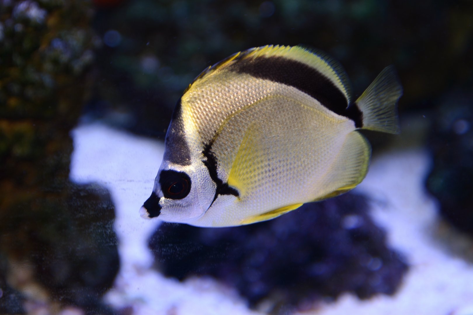 Blacknosed butterflyfish (Johnrandallia nigrirostris)
