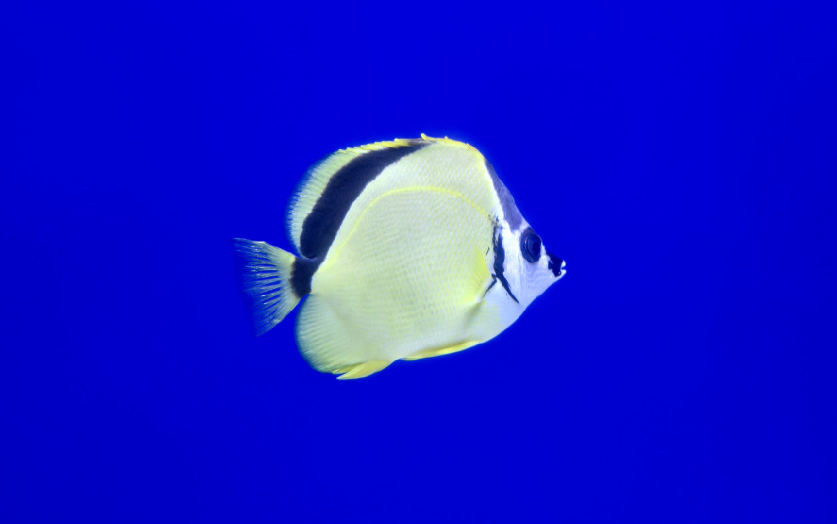Blacknosed Butterflyfish (Johnrandallia nigrirostris)