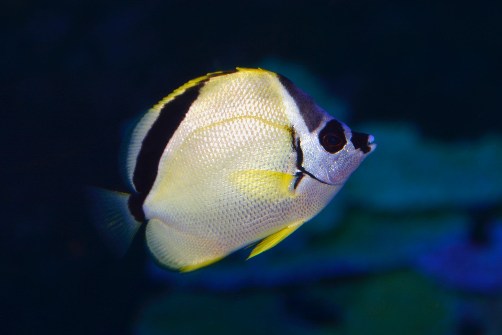Blacknosed Butterflyfish (Johnrandallia nigrirostris)