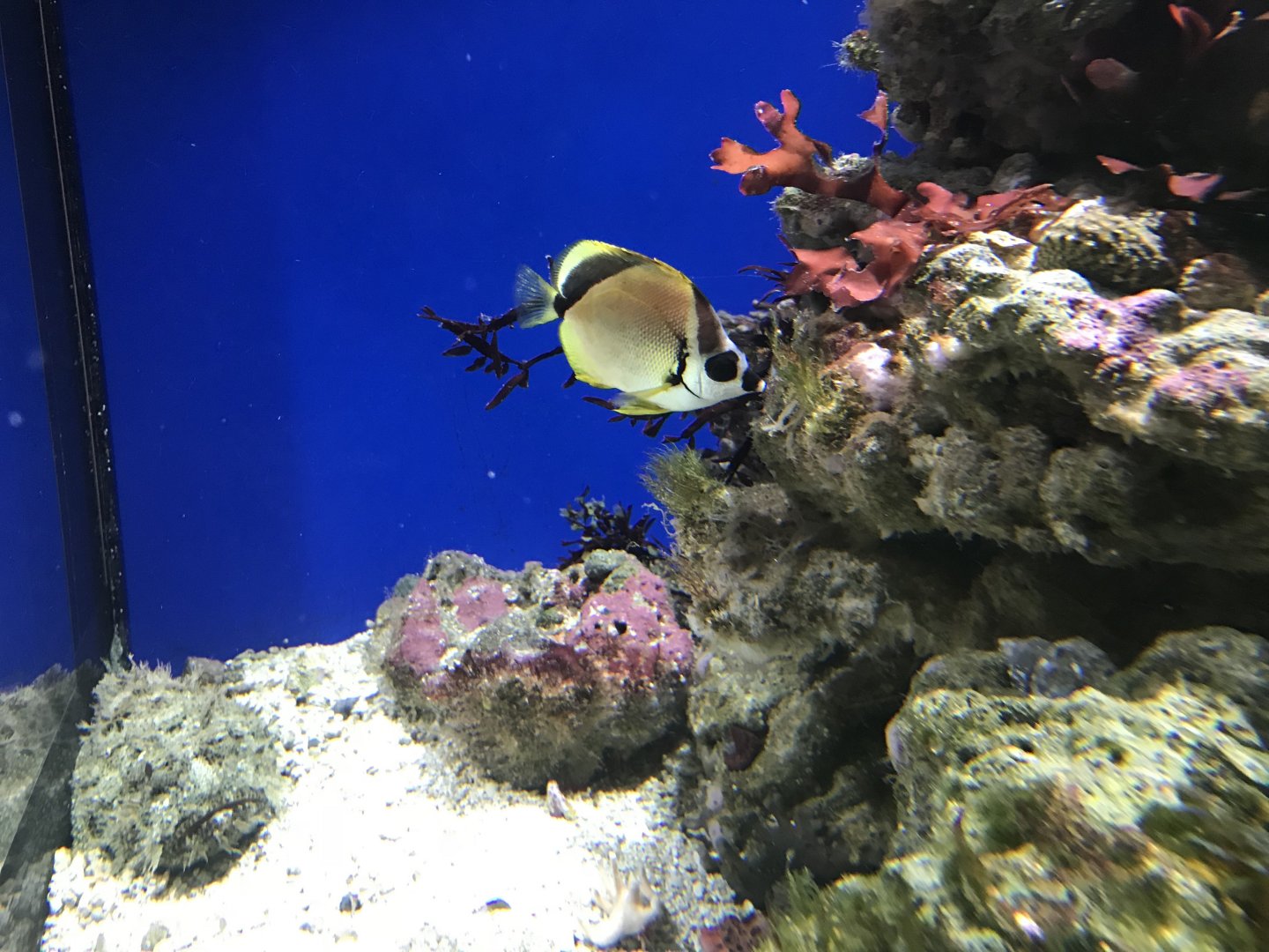 Blacknosed butterflyfish