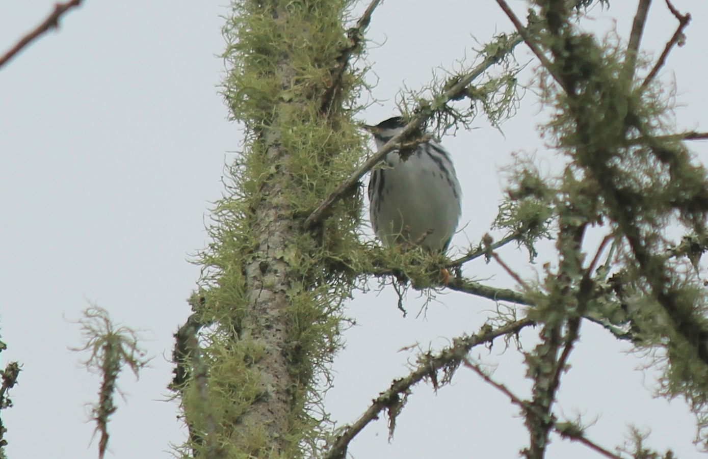 Blackpoll Warbler