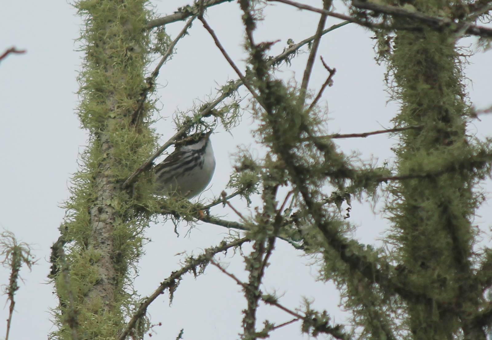Blackpoll Warbler