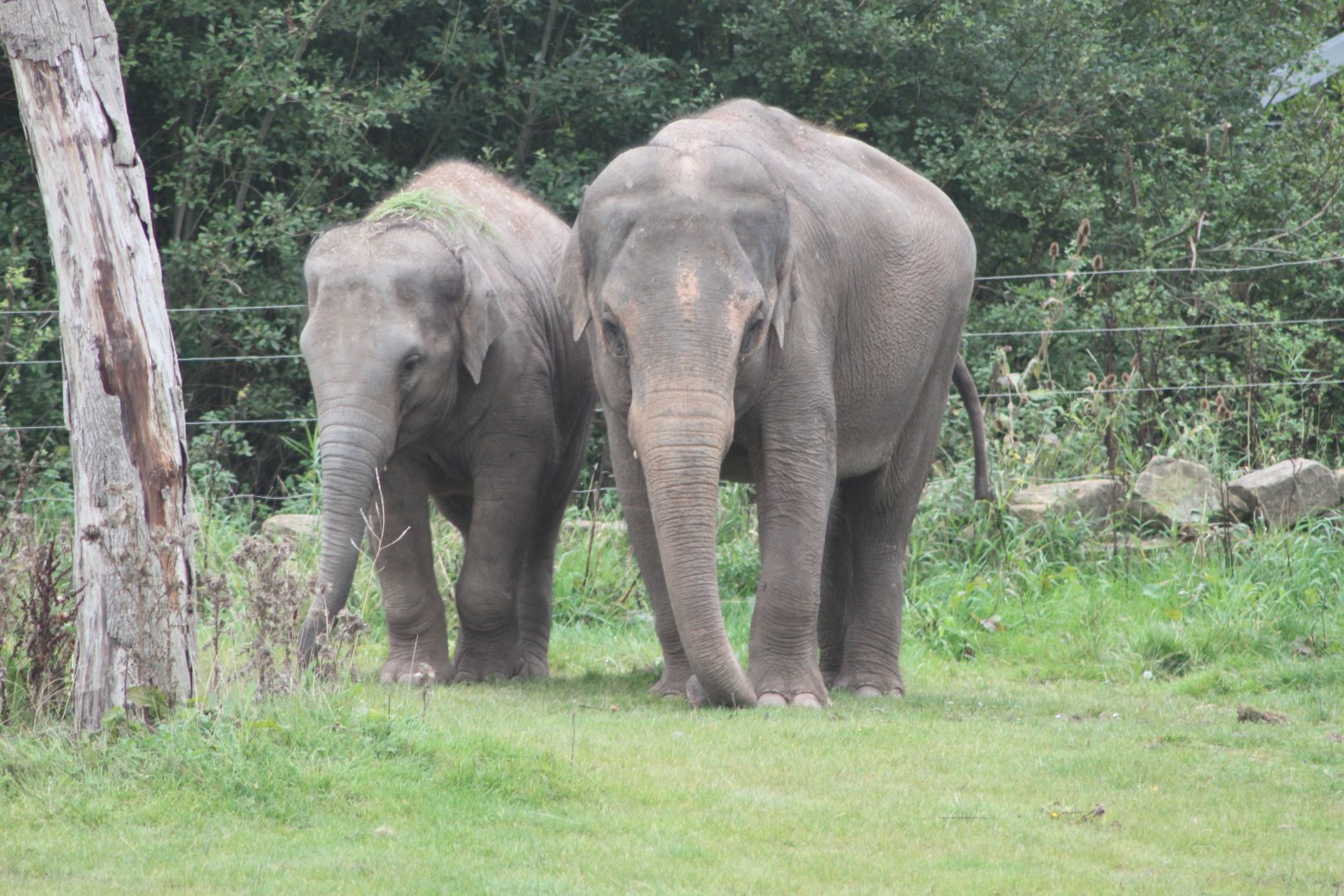 Blackpool Elephants