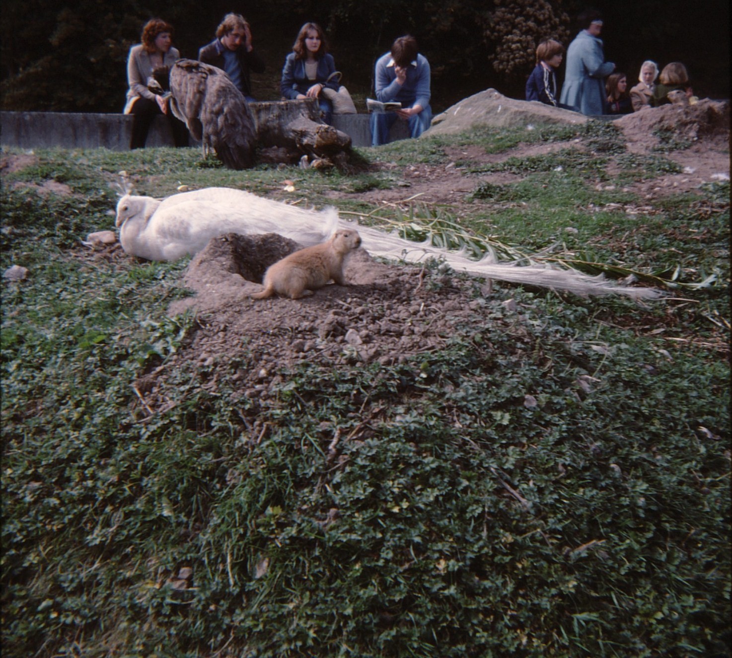 Blackpool Zoo 1979