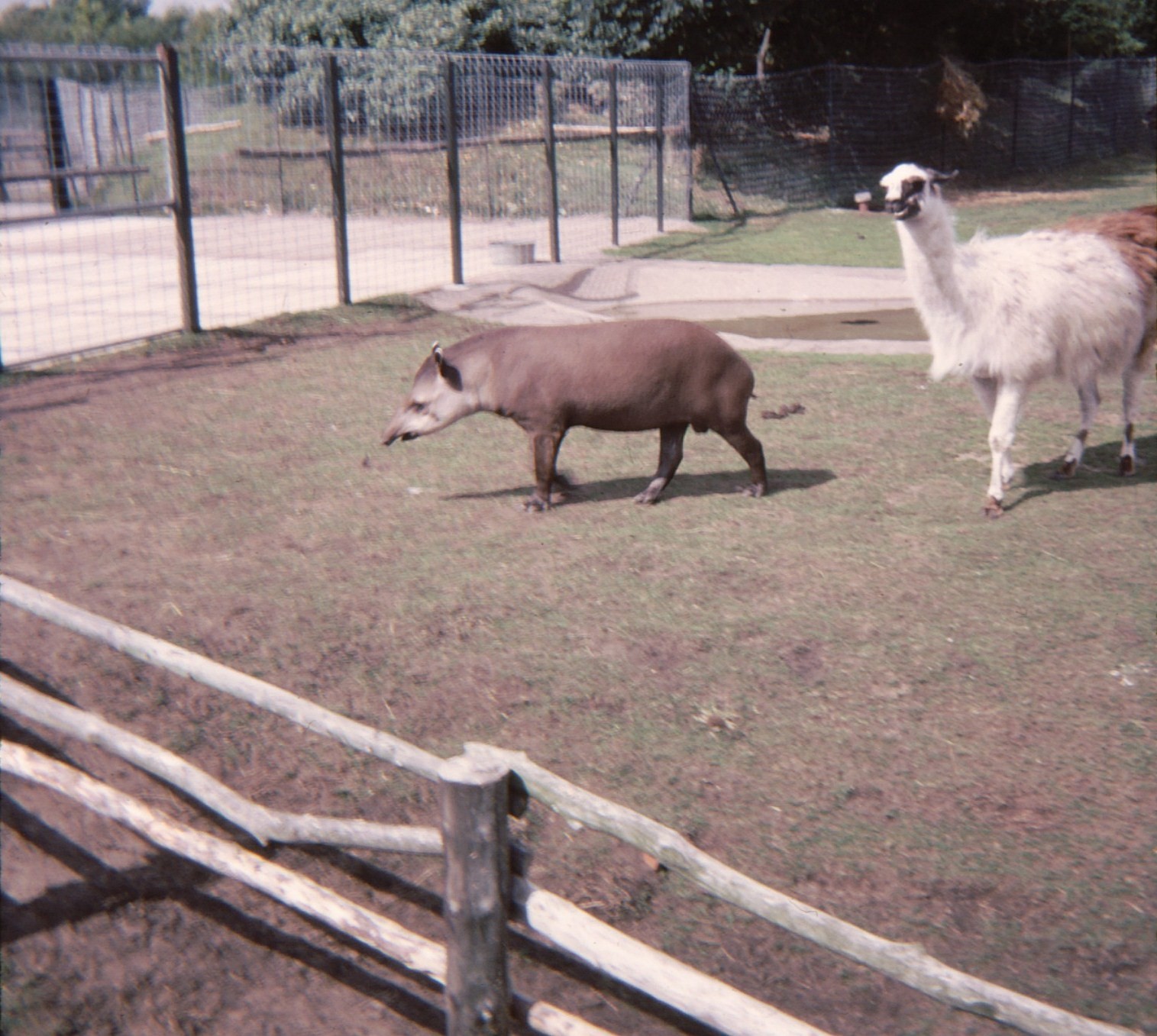 Blackpool Zoo 1979