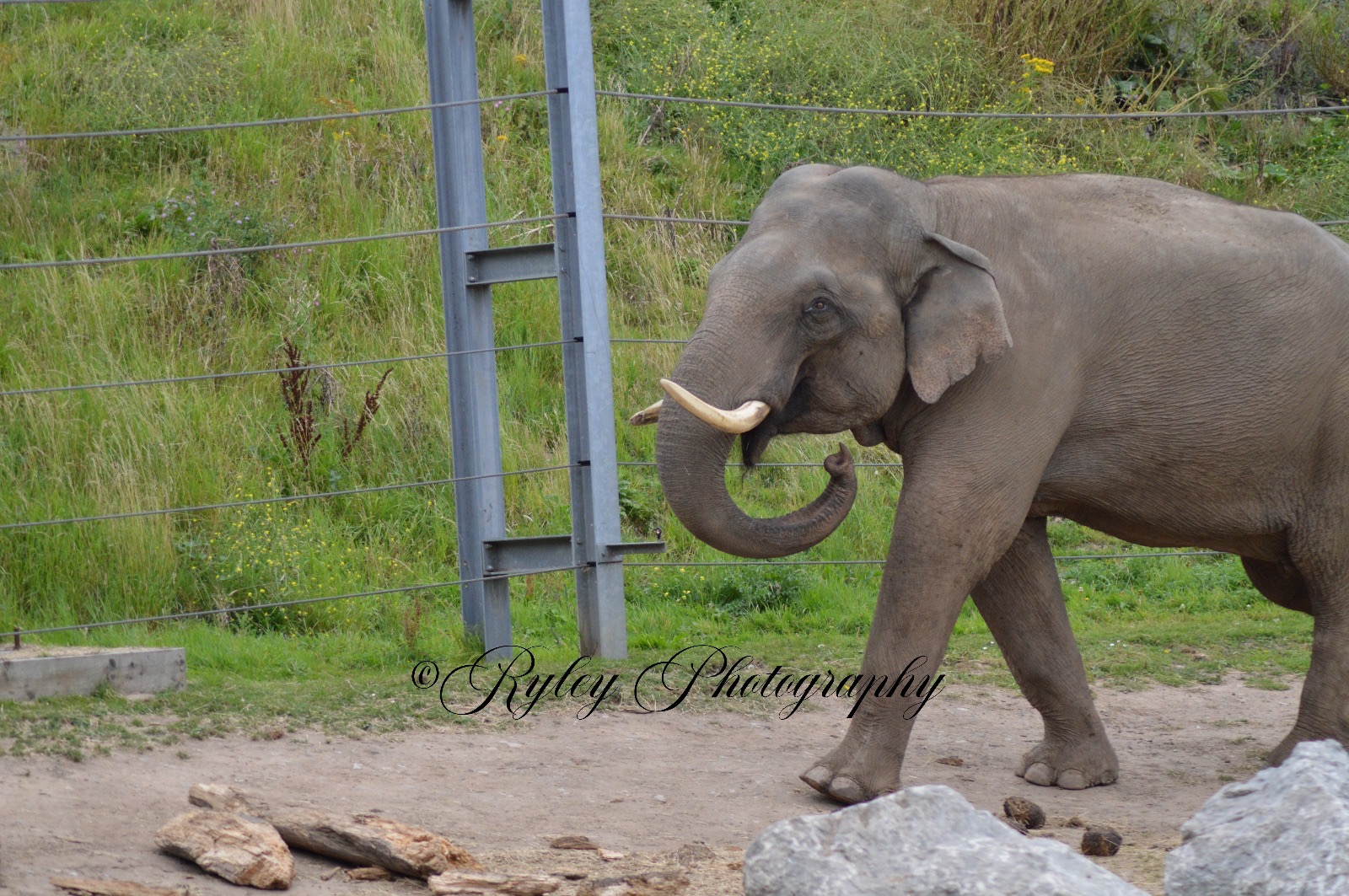 Blackpool Zoo Elephant Bull Emmett