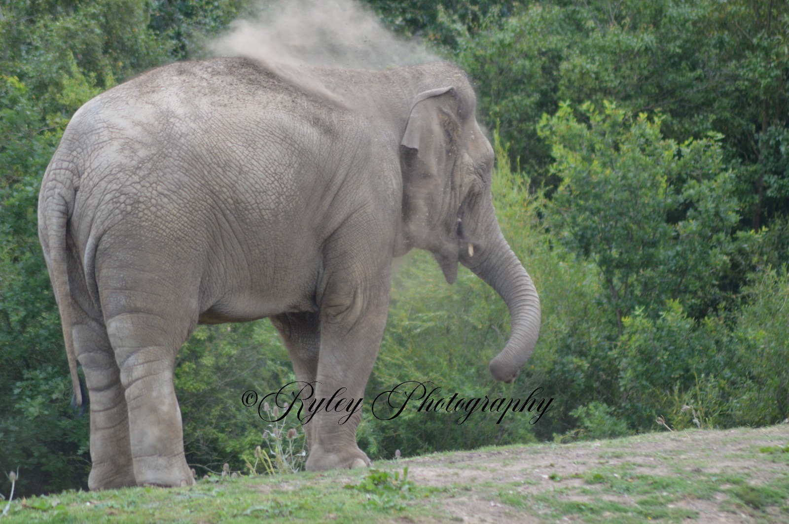 Blackpool Zoo Elephant Esha