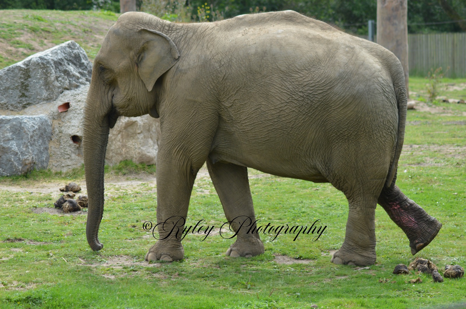 Blackpool Zoo Elephant Minbu