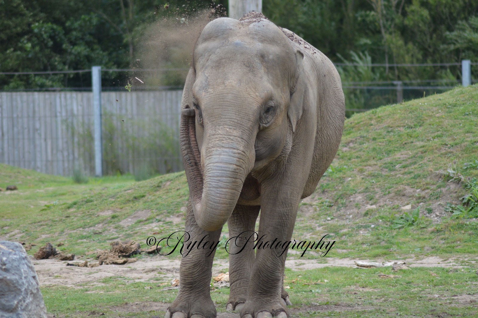 Blackpool Zoo Elephant Tara