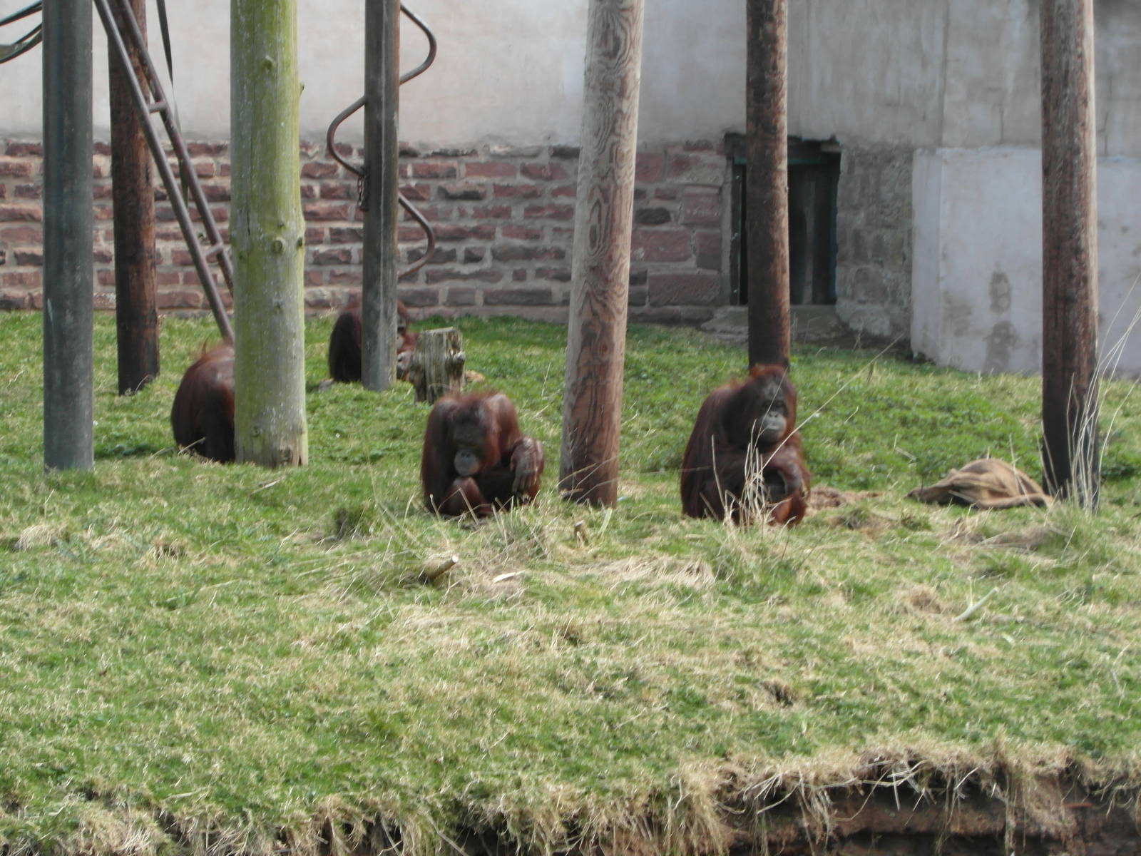 Blackpool zoo orang-utans