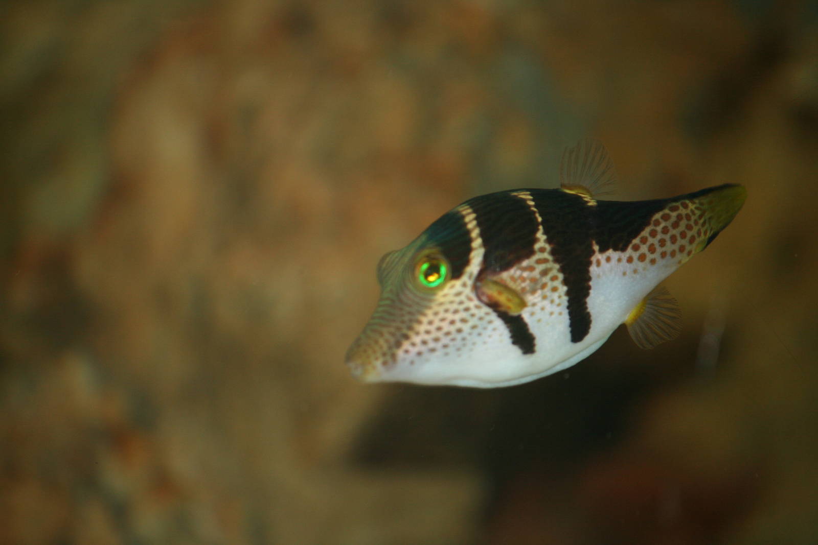 Blacksaddle filefish, 28/11/11
