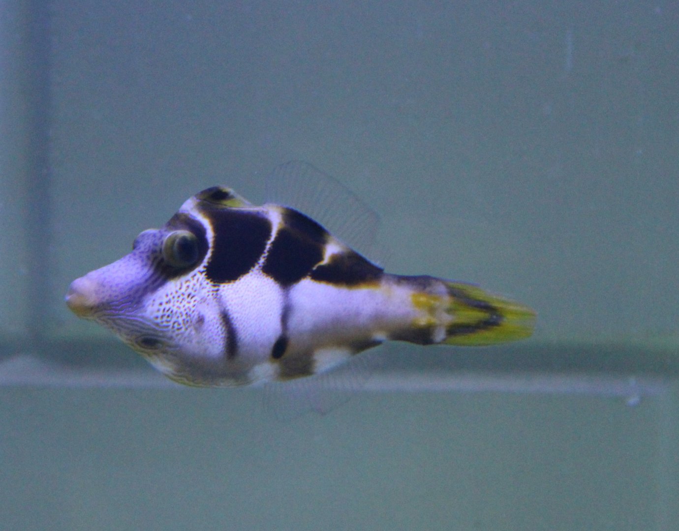 Blacksaddle filefish - Paraluteres prionurus