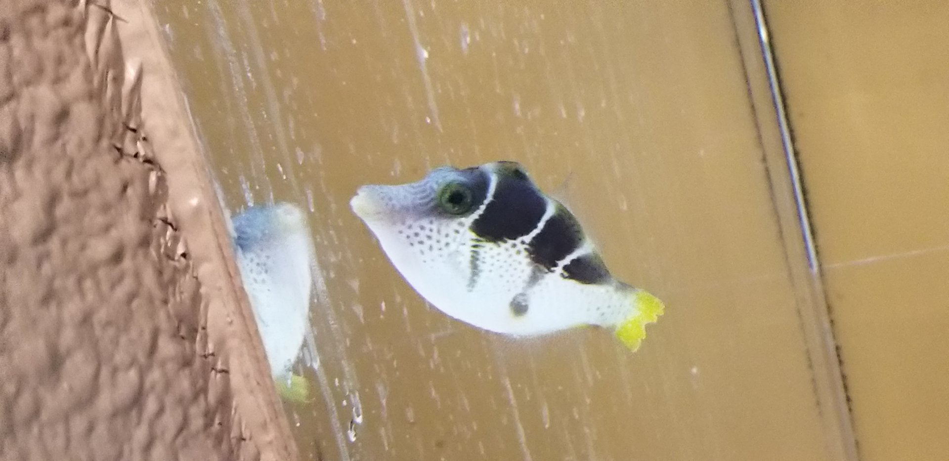 Blacksaddle Filefish