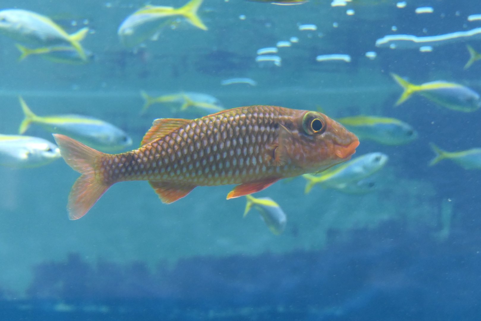 Blacksaddle Goatfish (Parupeneus ciliatus)