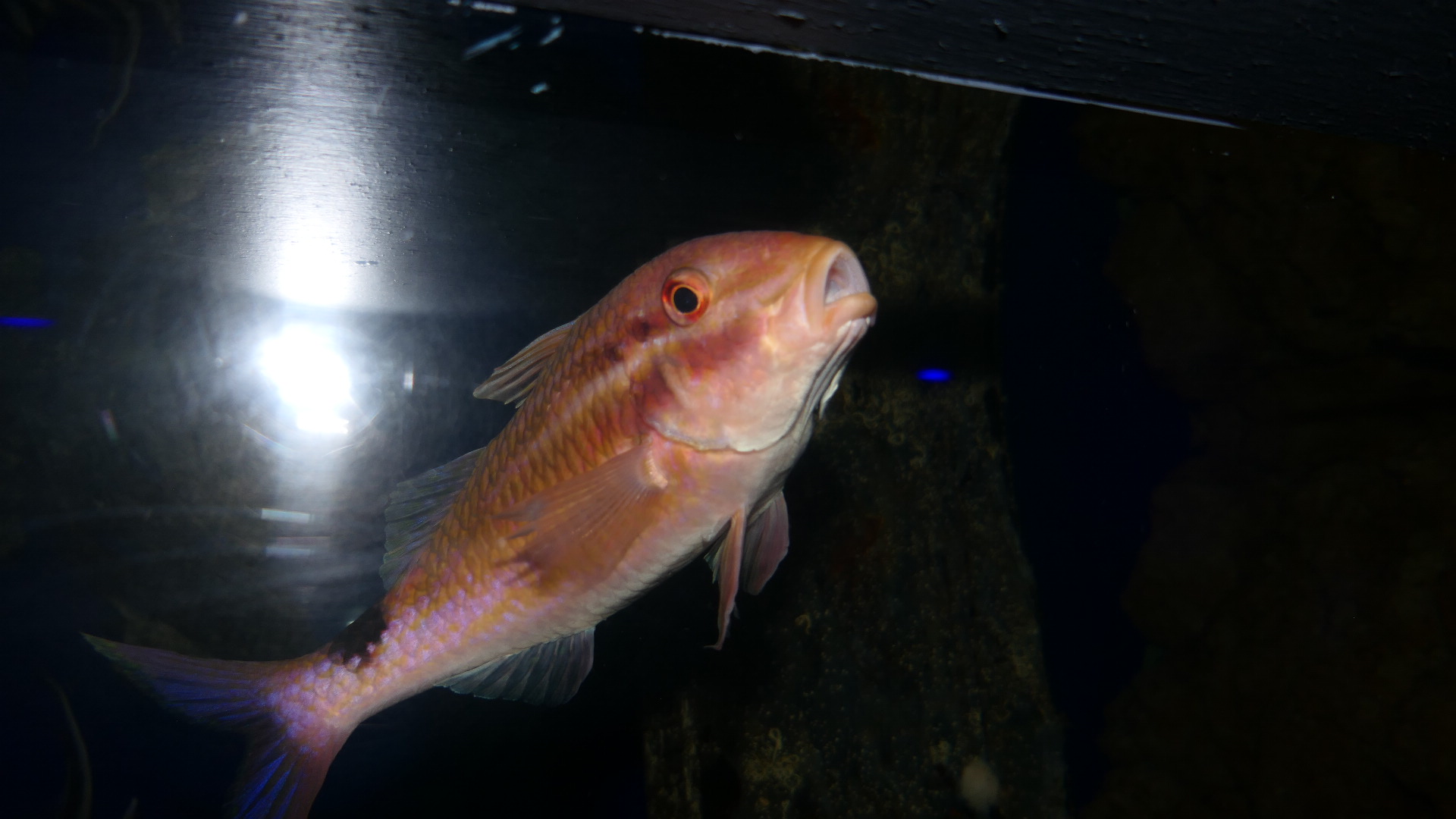 Blacksaddle Goatfish (Parupeneus spilurus)