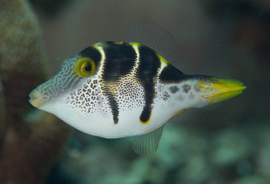 Blacksaddle (Mimic) Filefish