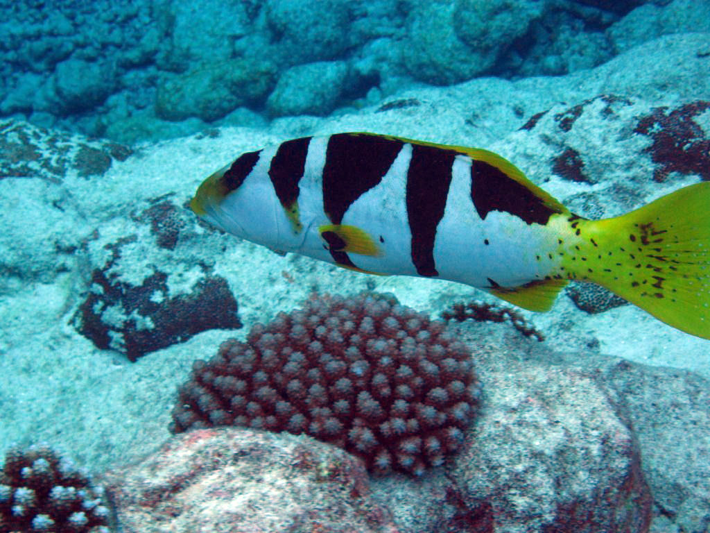 Blacksaddled Coral Grouper