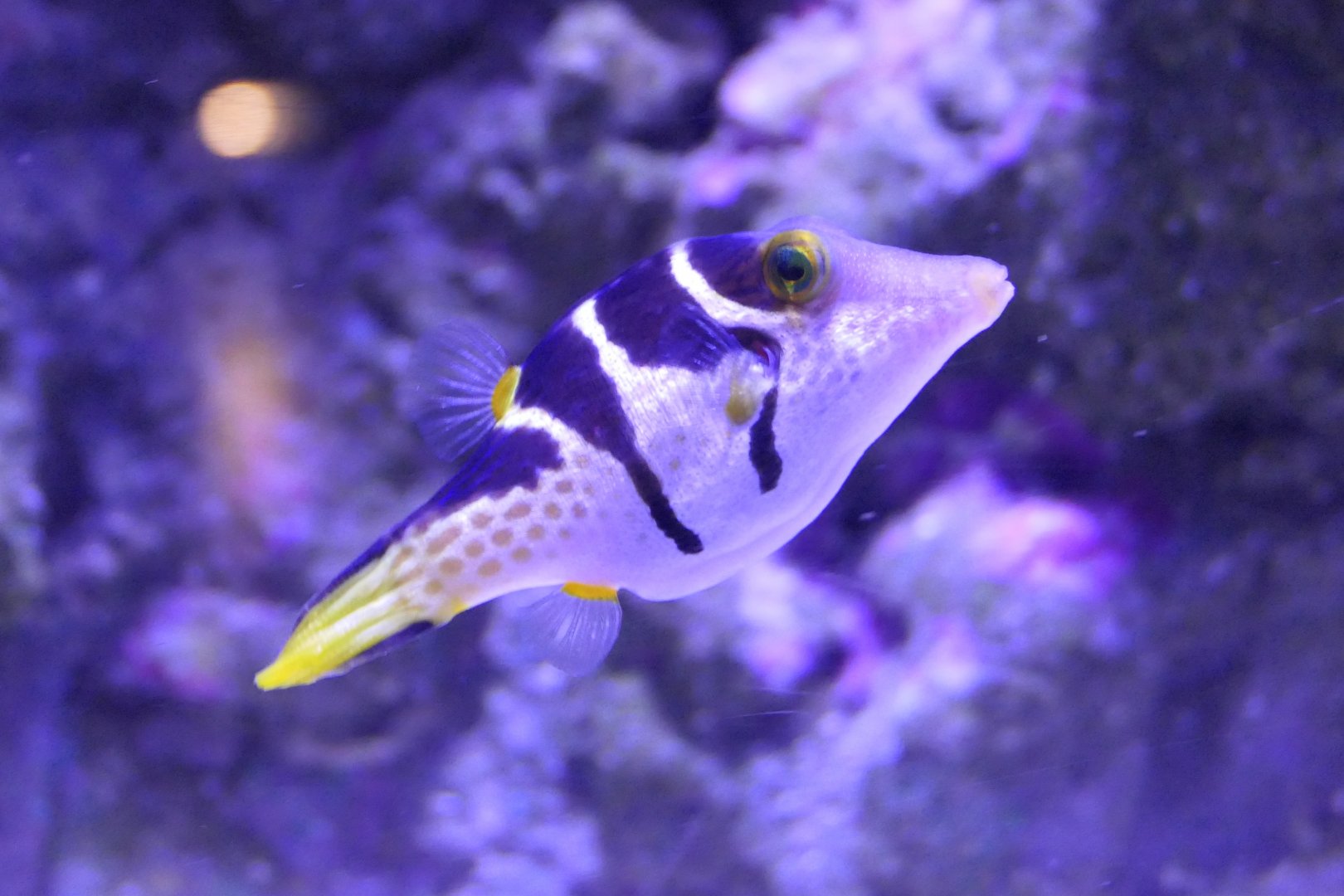 Blacksaddled Toby (Canthigaster valentini)