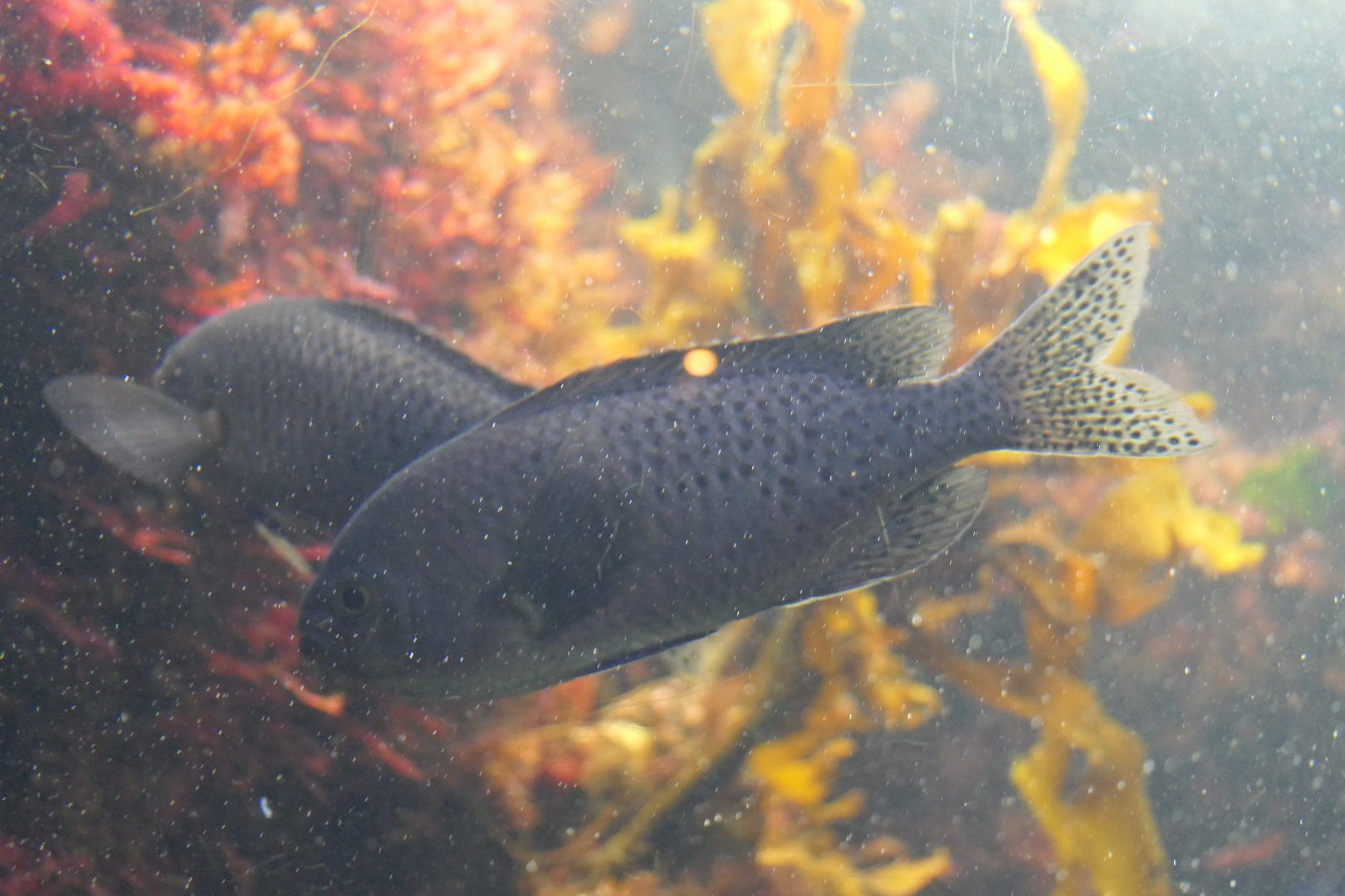 Blacksmith Chromis (Chromis punctipinnis)