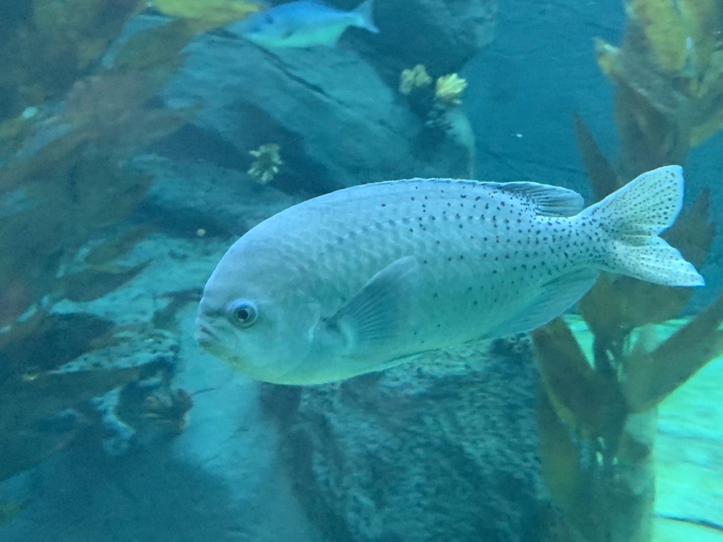Blacksmith Damselfish (Chromis punctipinnis)