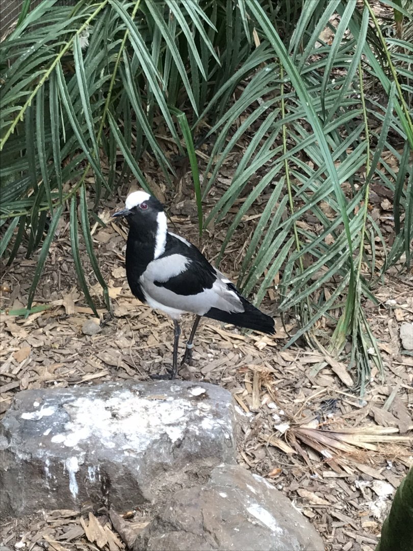 Blacksmith lapwing 280419