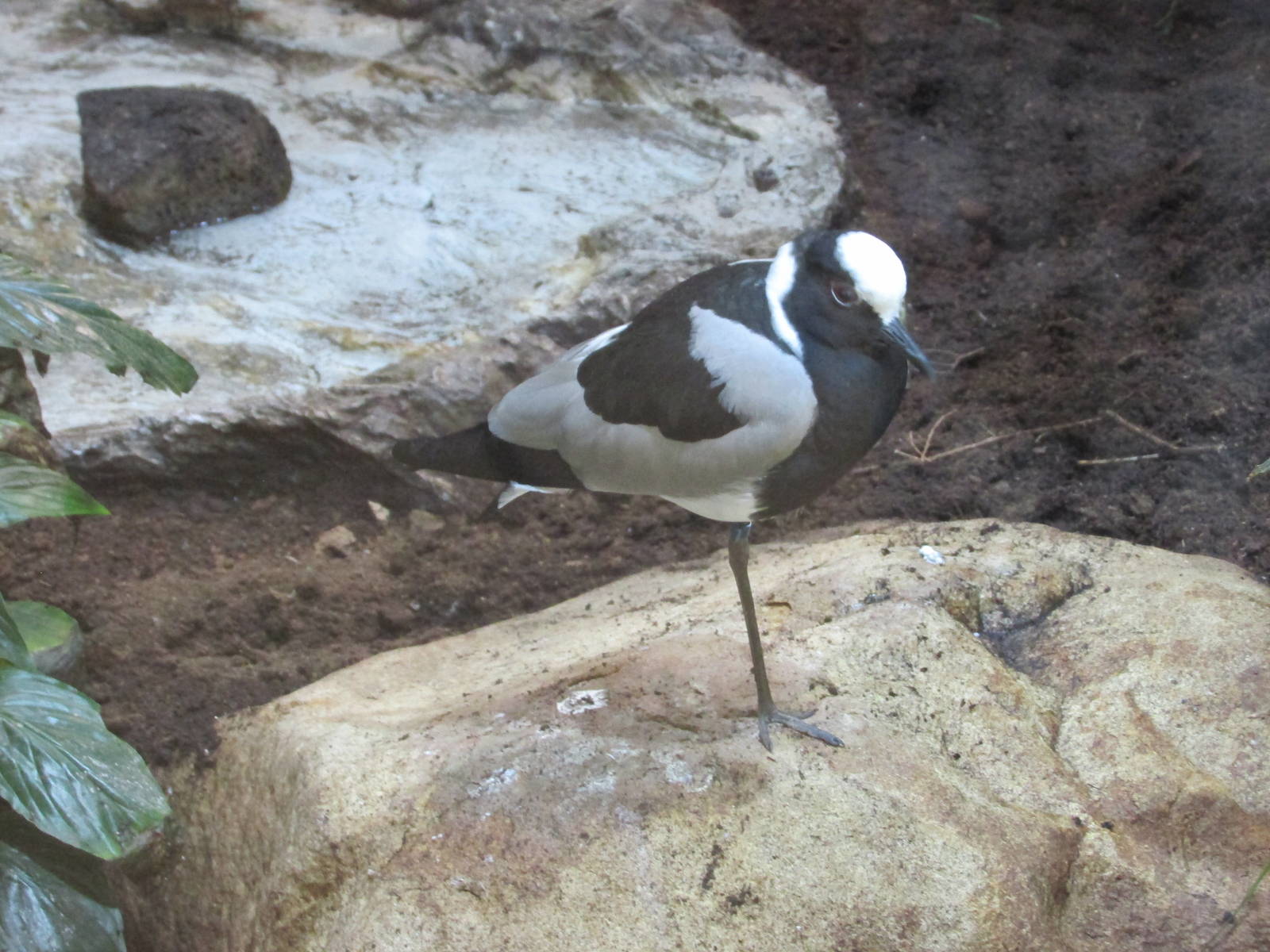 blacksmith lapwing barcelona zoo