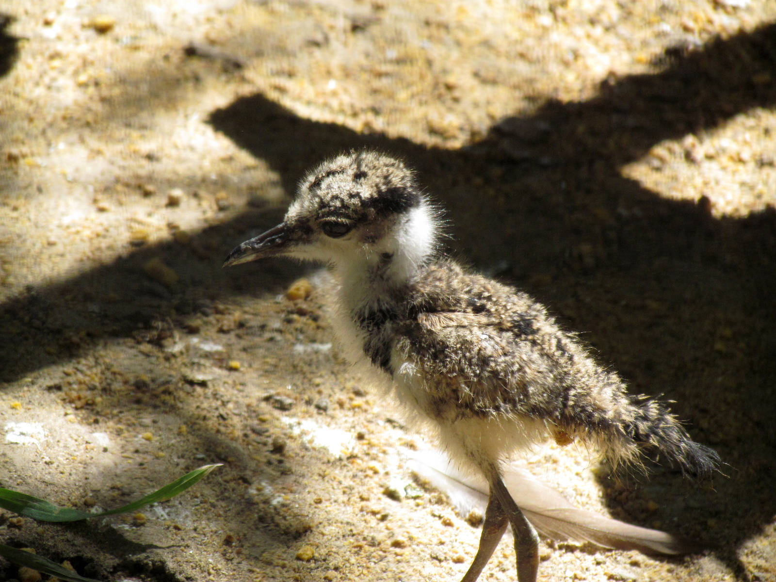 Blacksmith Lapwing chick