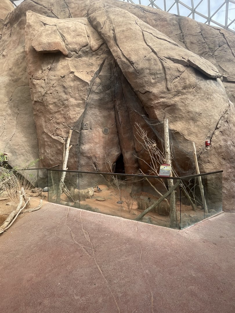 Blacksmith Lapwing Exhibit