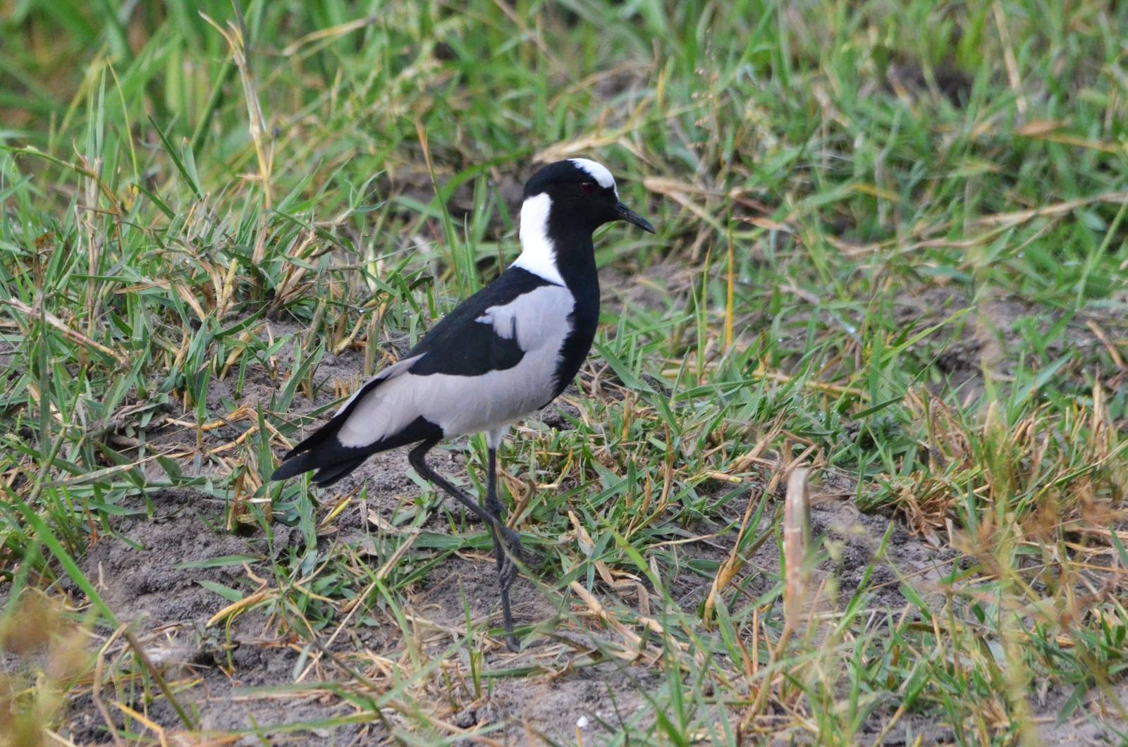 Blacksmith Lapwing, Khwai Community Area, Botswana, 24/04/16