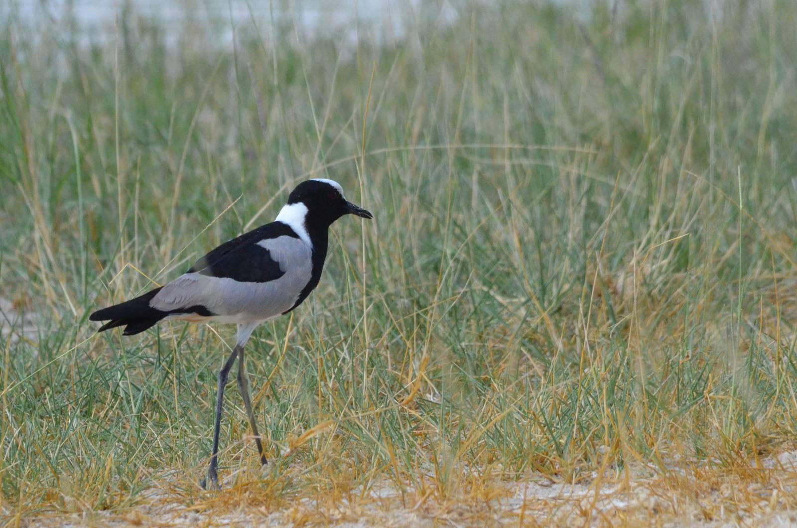 Blacksmith Lapwing, Moremi Game Reserve, Botswana, 27/04/16