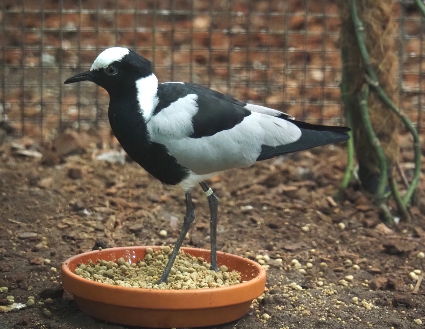 Blacksmith lapwing (Vanellus armatus), 2025-09-01