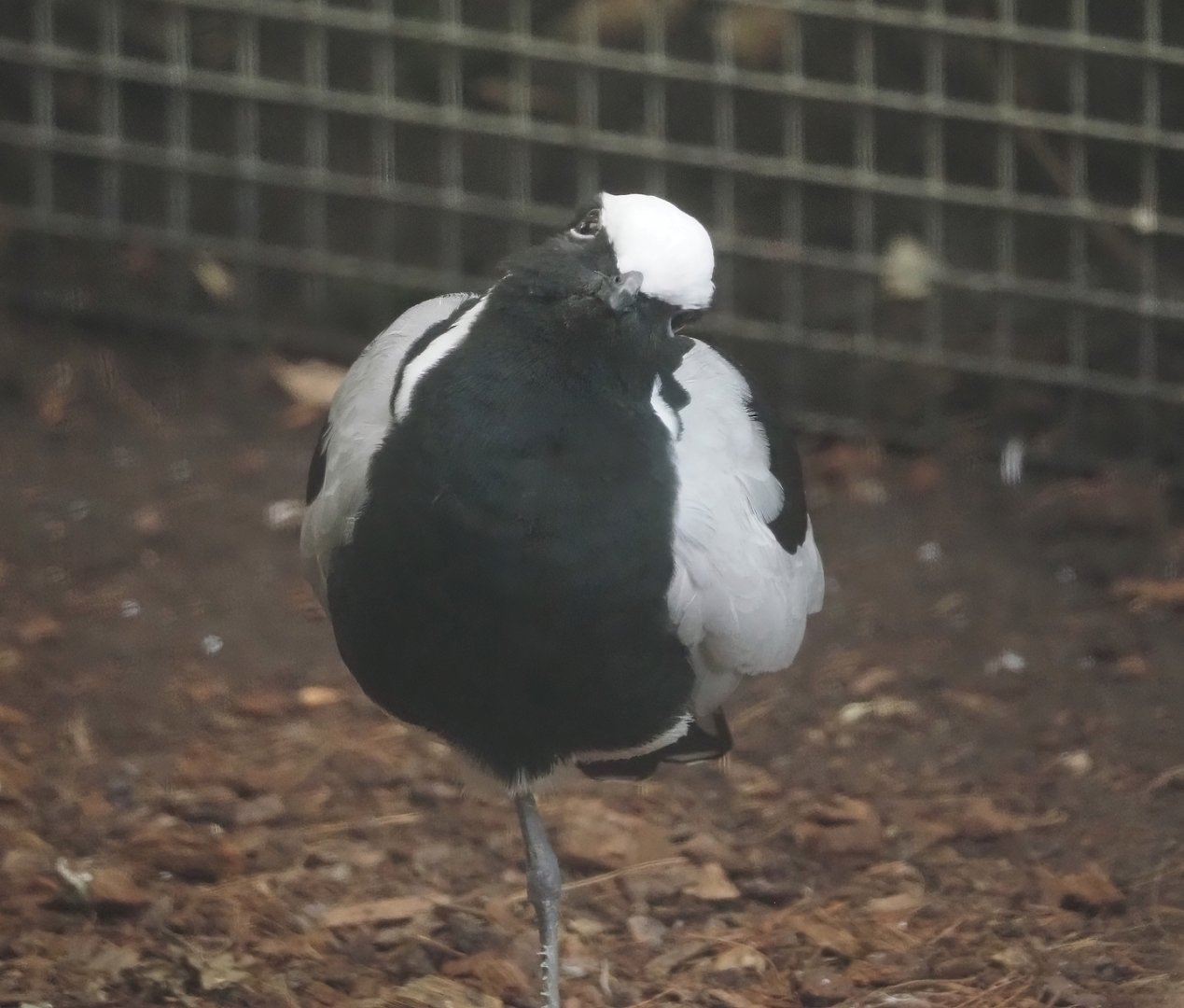 Blacksmith lapwing (Vanellus armatus), 2025-09-01
