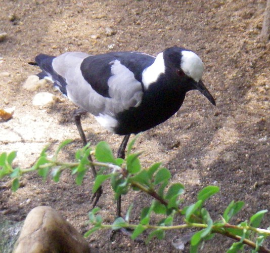 Blacksmith Lapwing (Vanellus armatus)