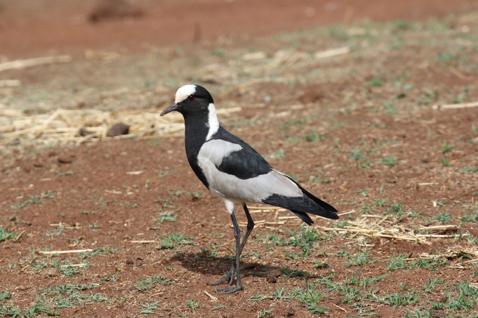 Blacksmith Lapwing (Vanellus armatus)