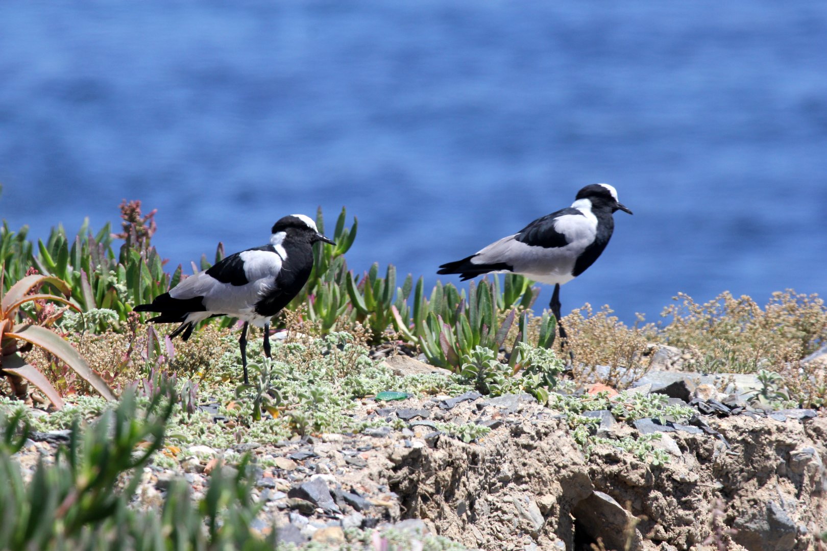 Blacksmith Lapwing (Vanellus armatus)