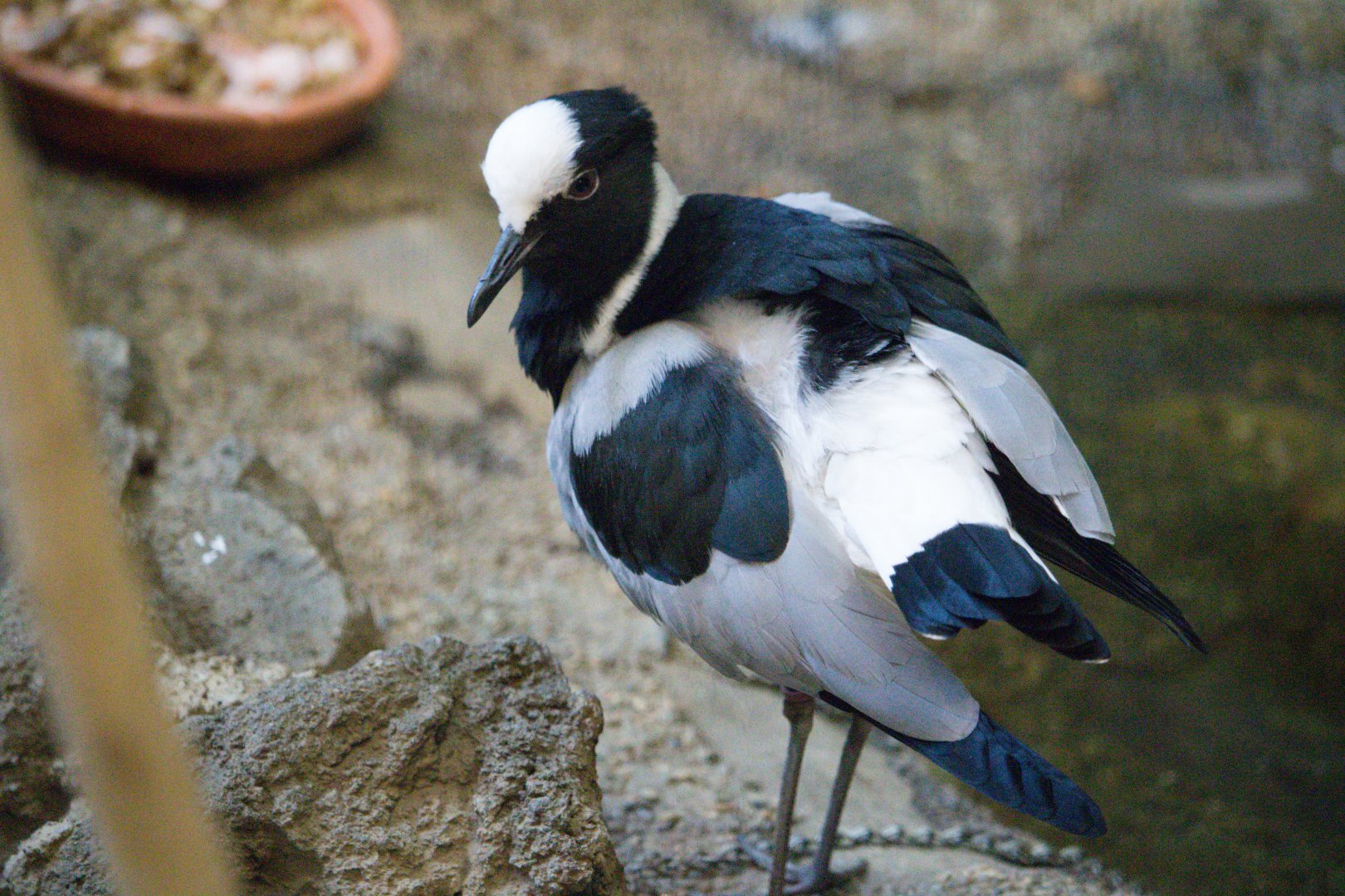Blacksmith Lapwing (Vanellus armatus)