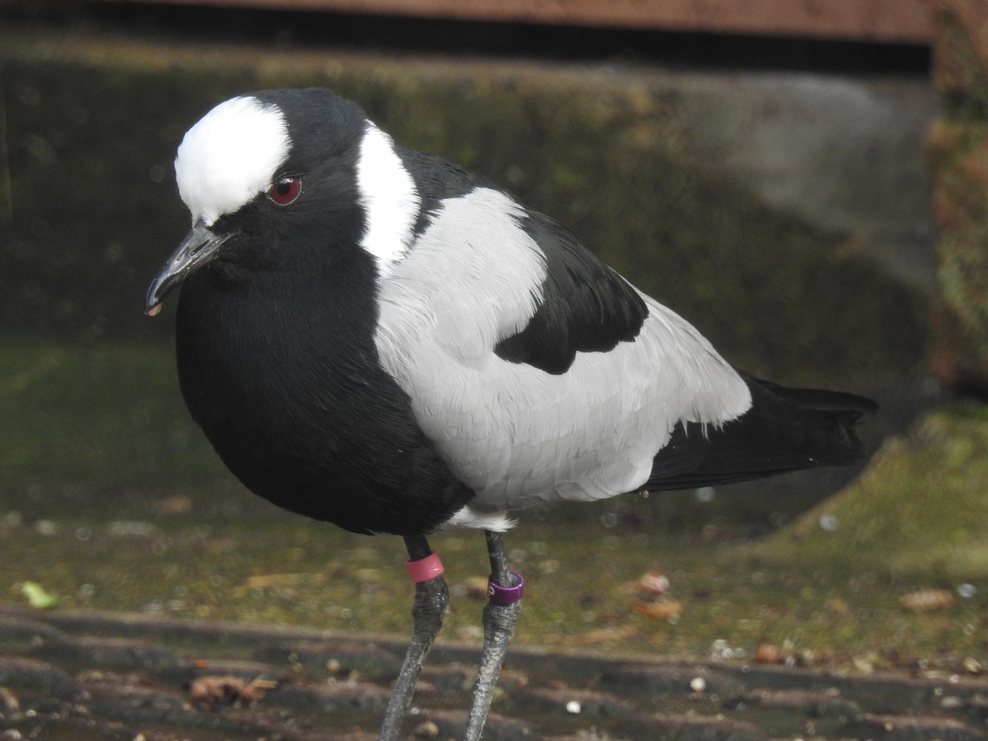 Blacksmith Lapwing (Vanellus armatus)