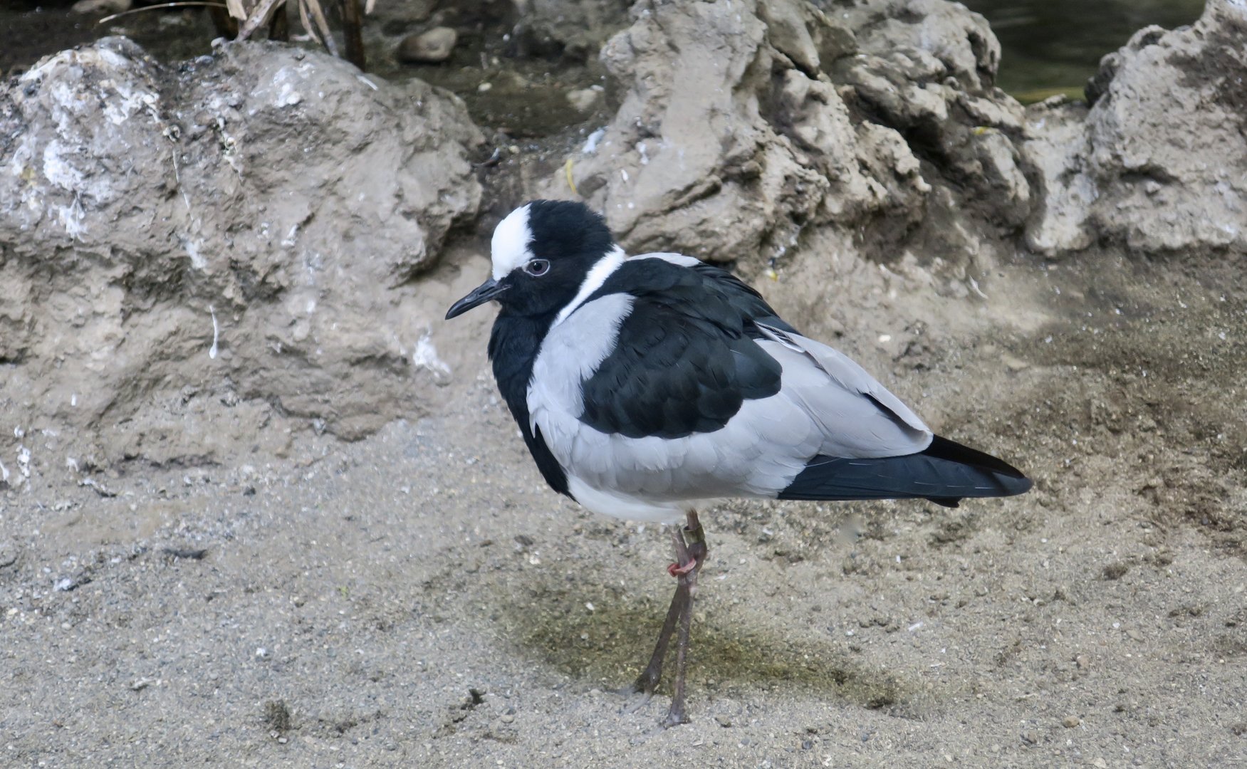 Blacksmith Lapwing (Vanellus armatus)