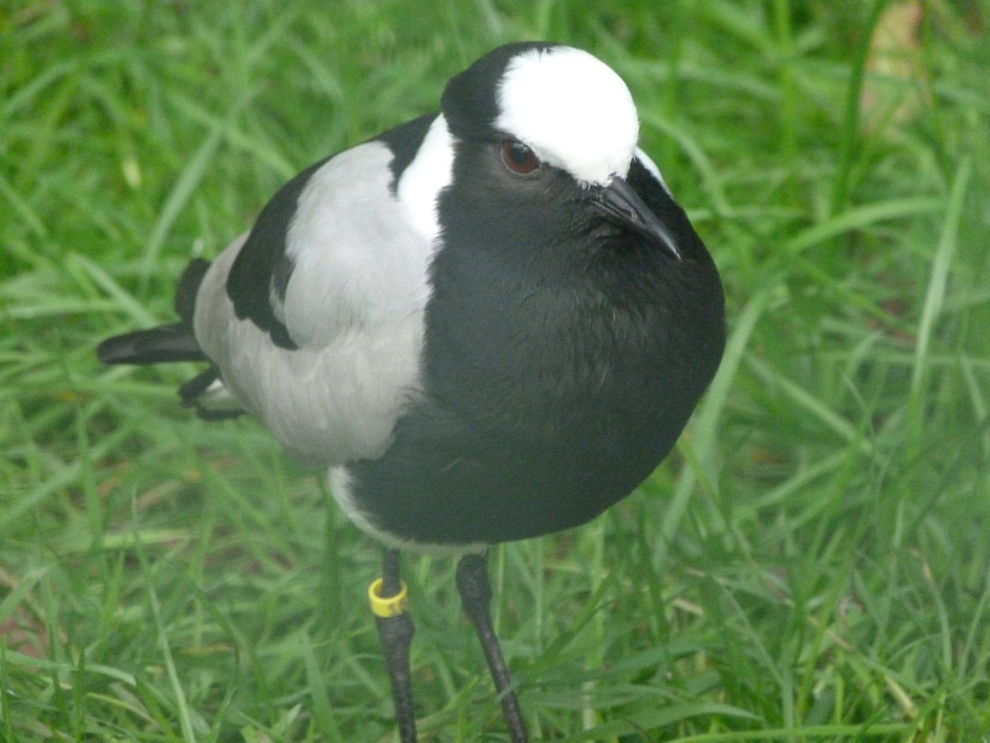 Blacksmith lapwing -Zoo de Santillana del Mar (2024)
