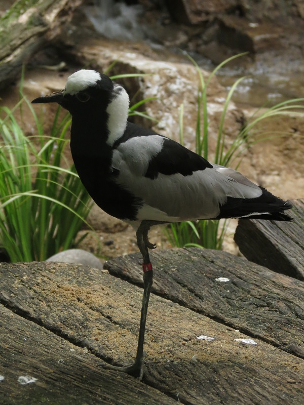 Blacksmith Lapwing