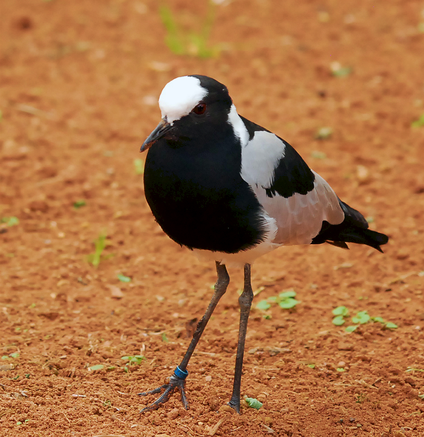 BLACKSMITH LAPWING