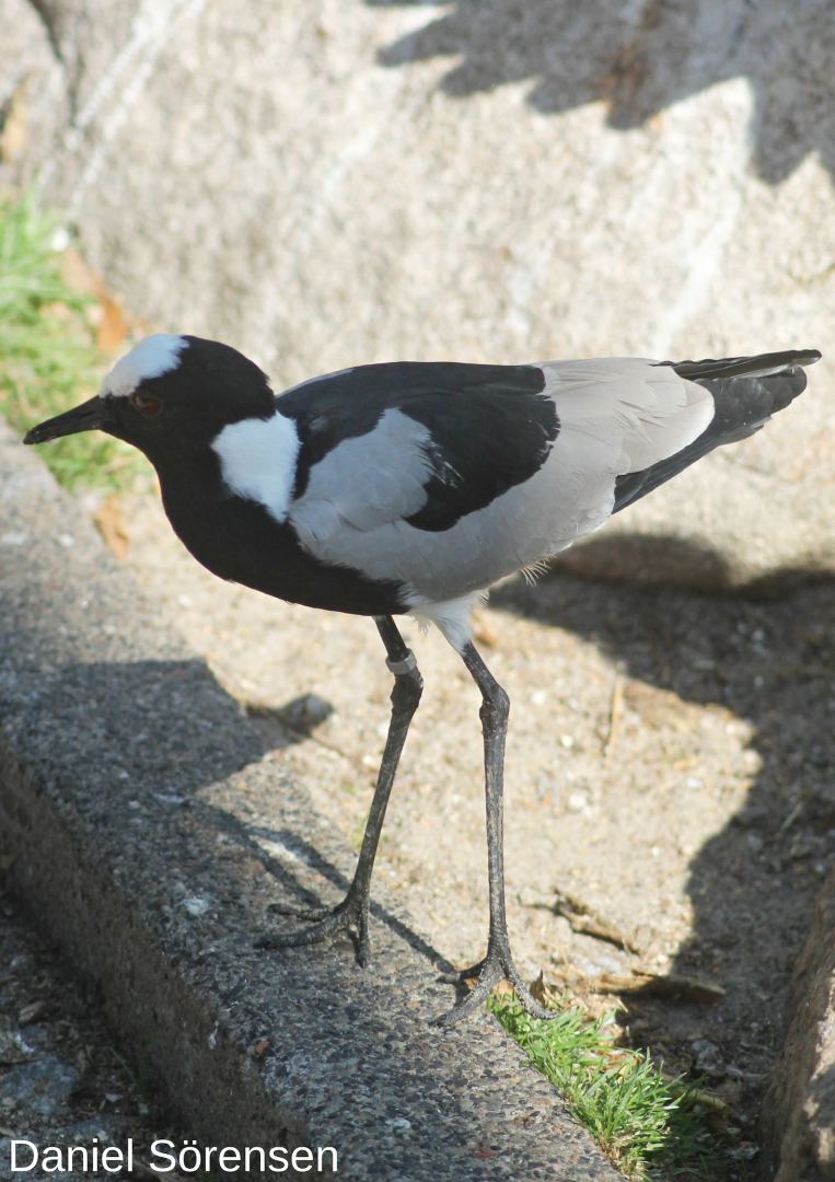 Blacksmith lapwing