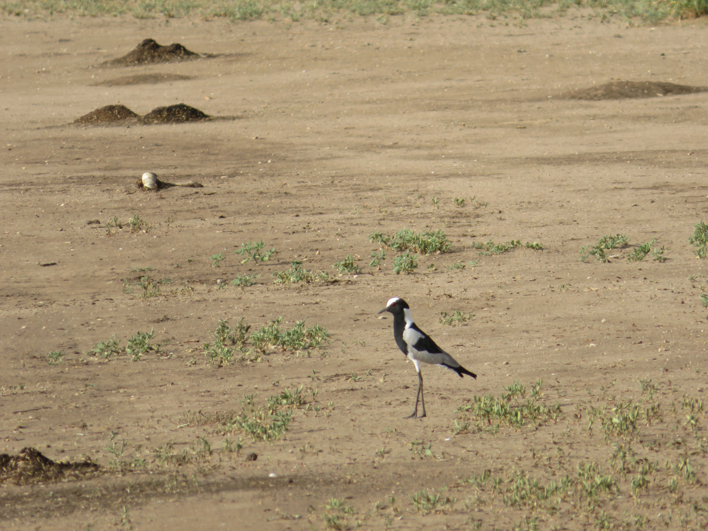 Blacksmith Lapwing