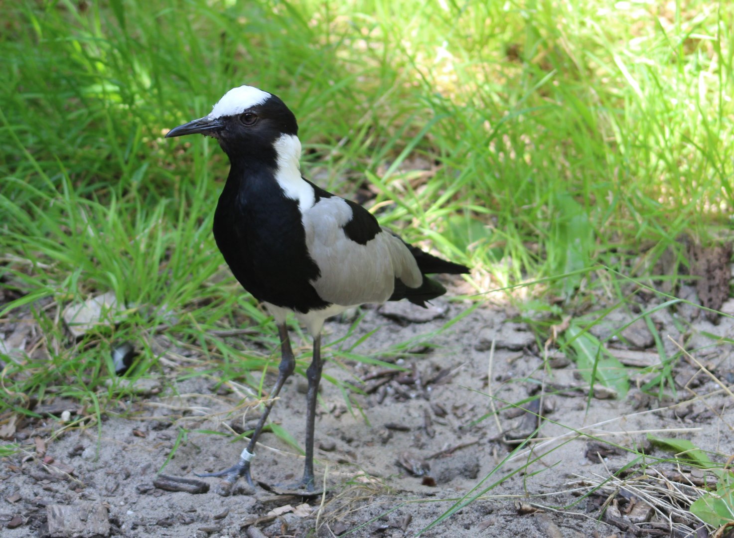 Blacksmith lapwing