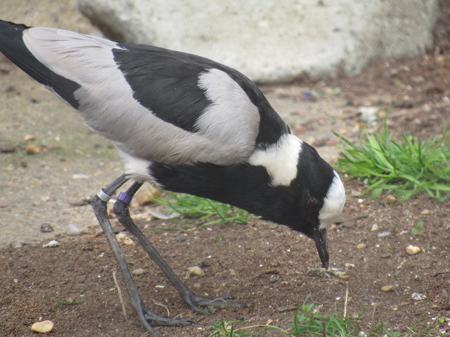 Blacksmith Lapwing