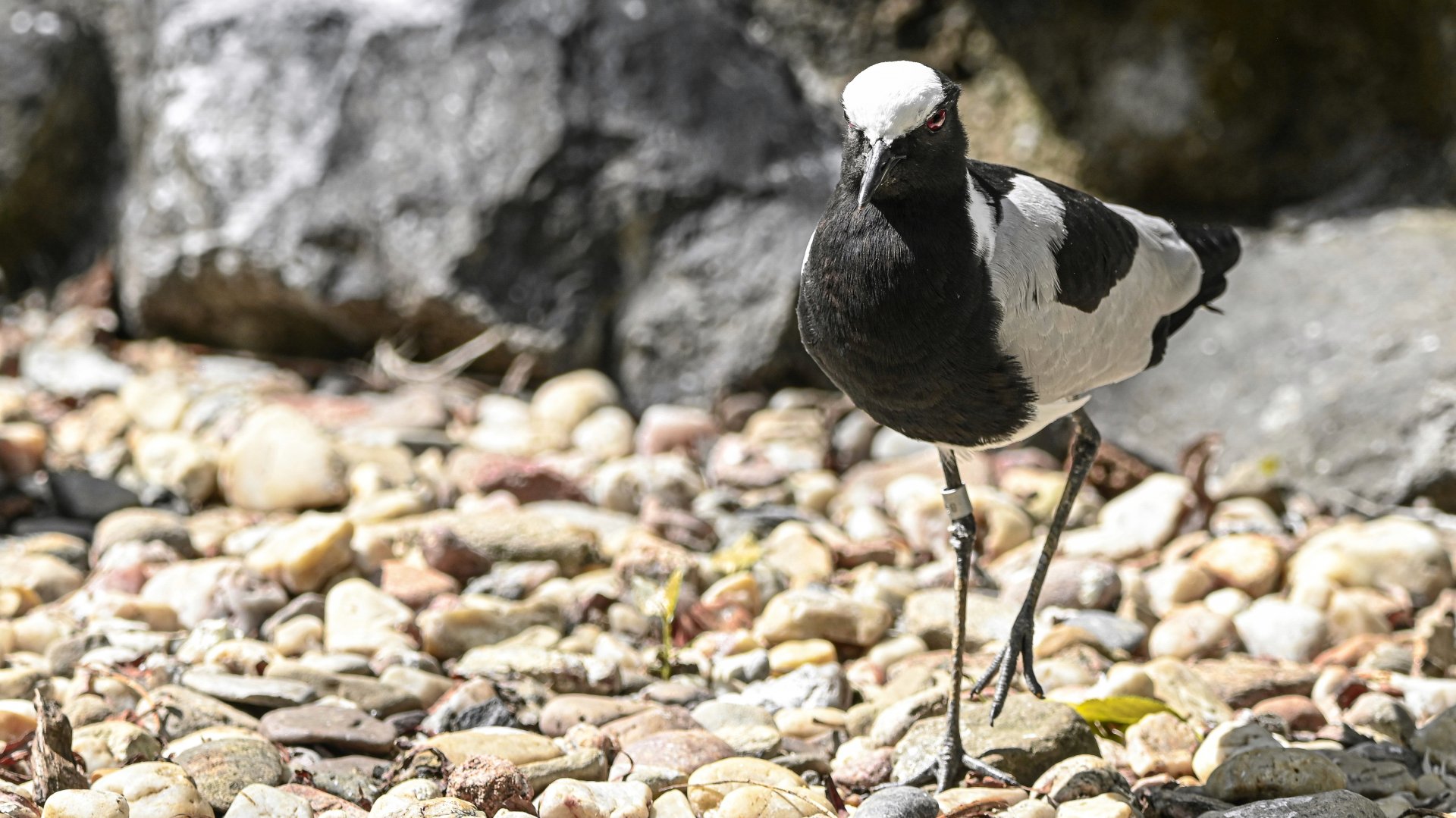 Blacksmith lapwing