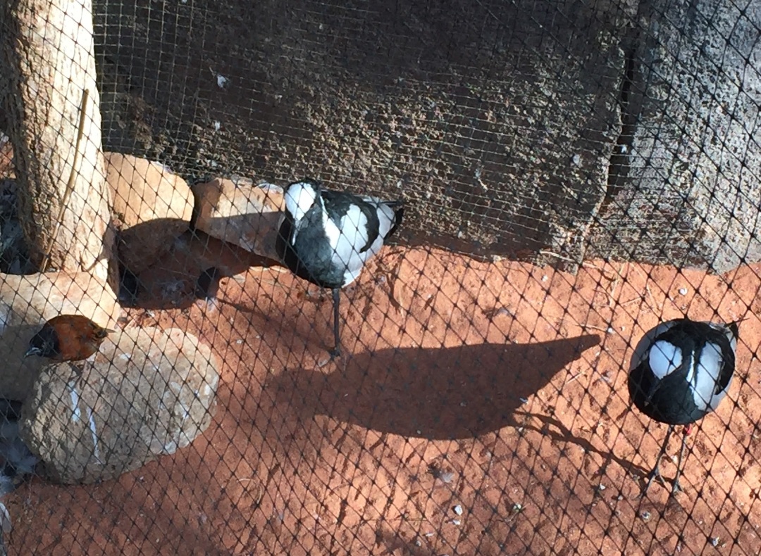 Blacksmith Lapwings + mystery Passerine (some type of munia?) (2020)