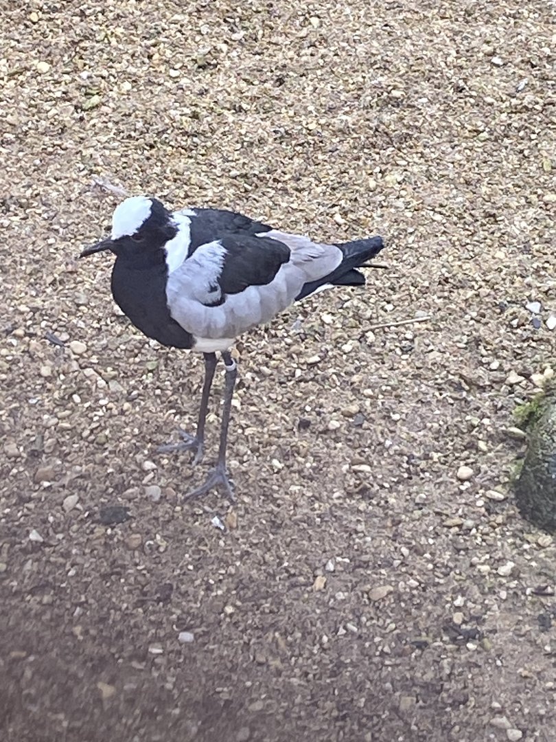 Blacksmith plover 010323