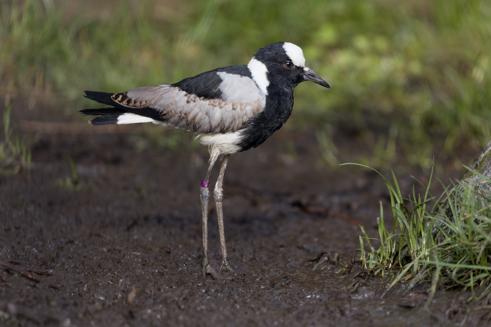 Blacksmith Plover / 23-2-22 / Hamerton