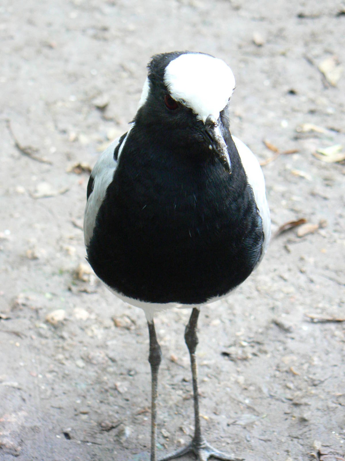 Blacksmith Plover- 8 October 2015